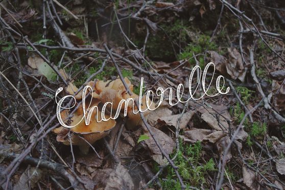 chanterelle, mushroom, ouareau forest, quebec, typography, lettering