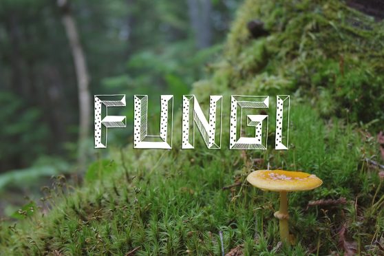fungi, mushroom, ouareau forest, quebec, typography, lettering