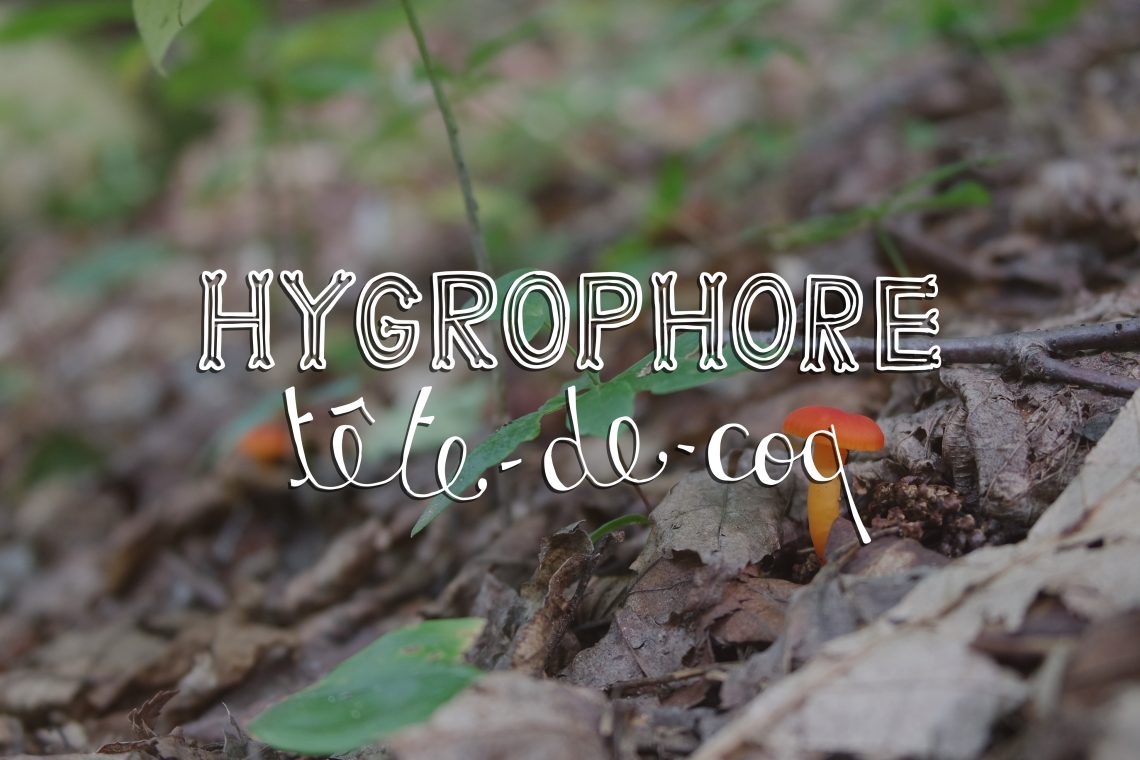 hygrophore tête-de-coq mushroom, ouareau forest, quebec, typography, lettering